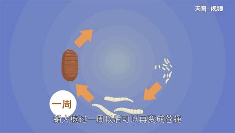 蛆蟲 形成|蛆是怎么产生的？